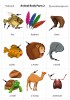 Animal Body Parts 2 flashcards